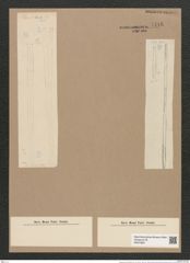 Thalassiothrix frauenfeldii Grun. (de-Toni-Nr.: Genus 67, Species 2669) Zeichnungen Sammlung Grunow Nr. 5446 (NHMW-BOT-W0373861)
